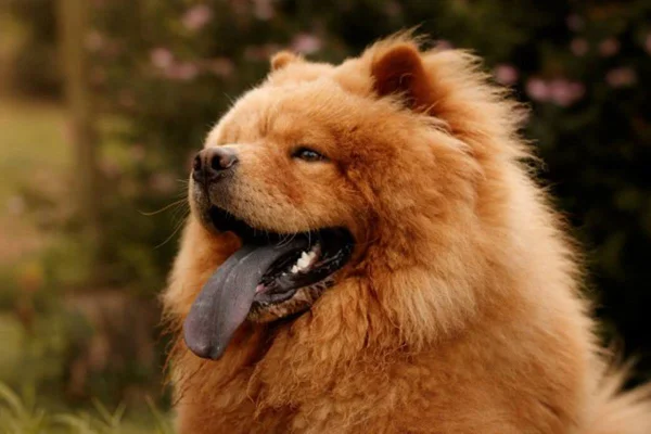 Chow Chow