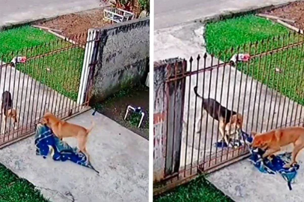 Vila-lata entrega cobertor a amigo de rua