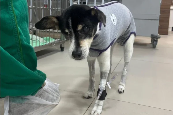 Aos 16 anos, cadela ganha marca-passo e supera doença cardíaca grave