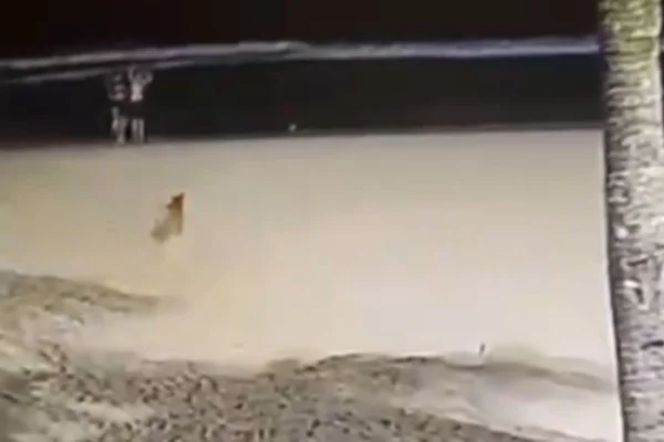 Novas imagens mostram suspeitos levando cão Caramelo antes de jogá-lo no mar