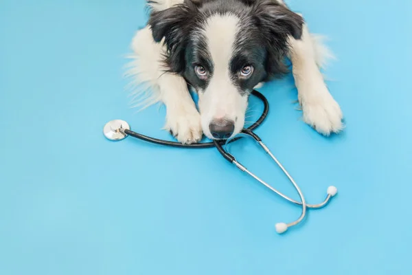 Cachorrinho no veterinário