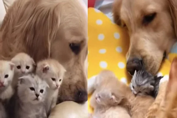Golden retriever com filhotes de gato