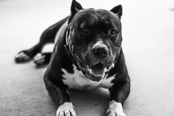 Pit-bull escapa de casa e ataca três crianças e jovem de 21 anos no DF