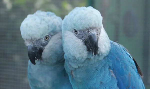 foto colorida de duas ararinhas-azuis lado a lado