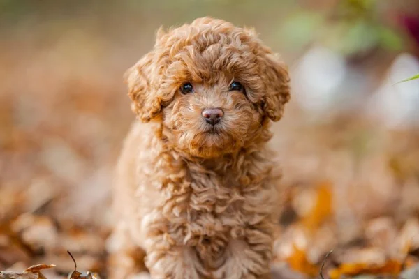 Cachorro caramelo peludo com folhas de outono caidas ao chão -Metrópoles