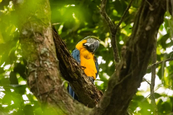 Araras-canindés no Parque Nacional da Tijuca (RJ) - Médico veterinário explica como é a adoção legal de animais silvestres - Metrópoles