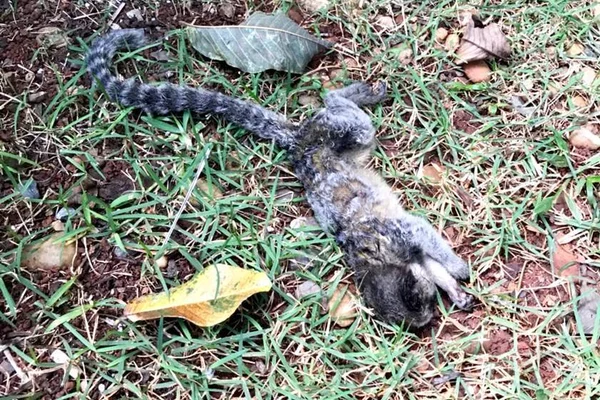 Advogada acusa vizinho de matar macaco a tiros no Lago Norte