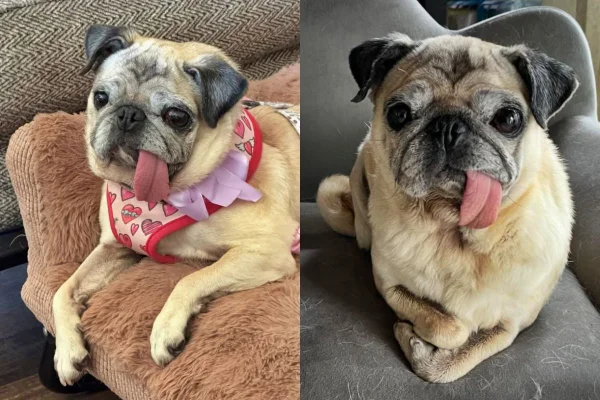 Cadela pug Jinny Lu