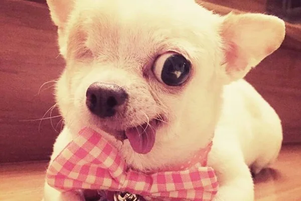 Cachorrinha “pirata” conquista a web com cliques encantadores