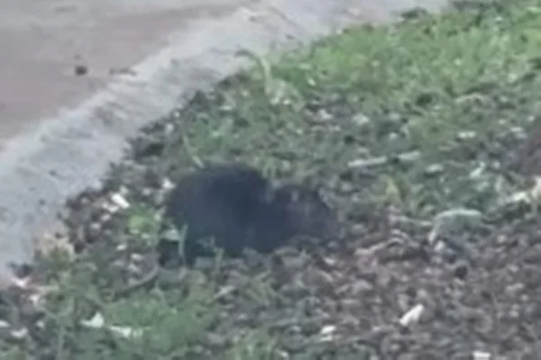 Rato - Metrópoles
