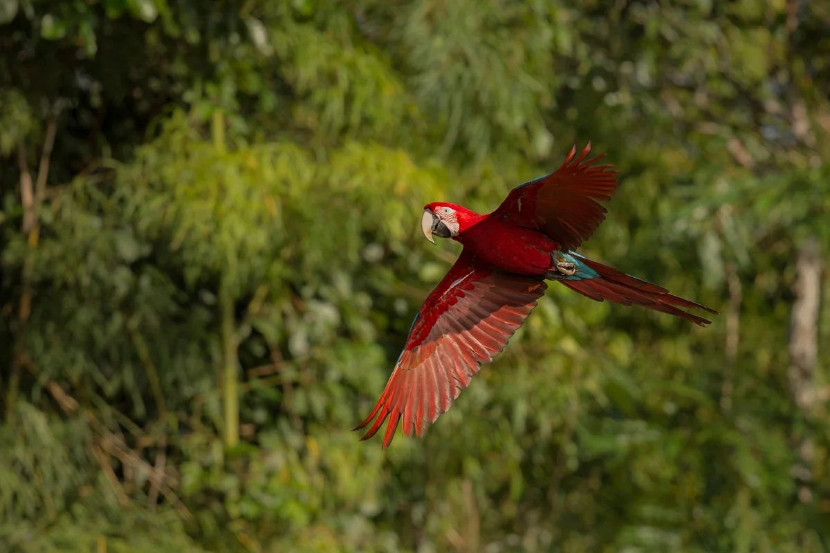Plataforma colaborativa reúne dados sobre a fauna e flora brasileira