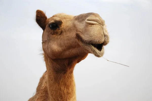 Camelos vivem tórridas cenas de amor no meio de estrada movimentada