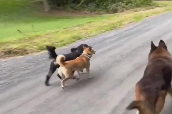 Imagem colorida de cachorros andando