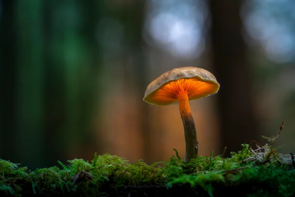 Foto de fungo na natureza - Metrópoles