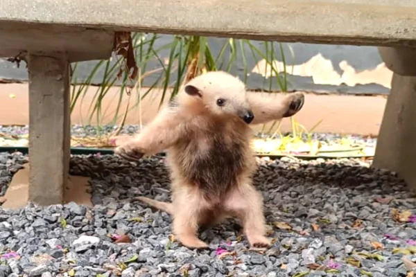 Animal em pé