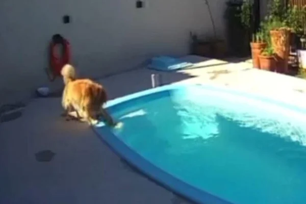 Cachorro