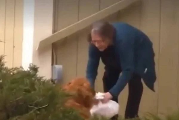 cachorro ajuda idosa com compras