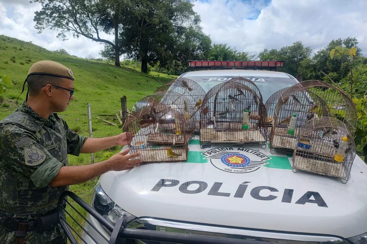 Aves encontradas em cativeiro em Pacaembu (SP) são devolvidas à natureza Aves encontradas em cativeiro em Pacaembu (SP) são devolvidas à natureza