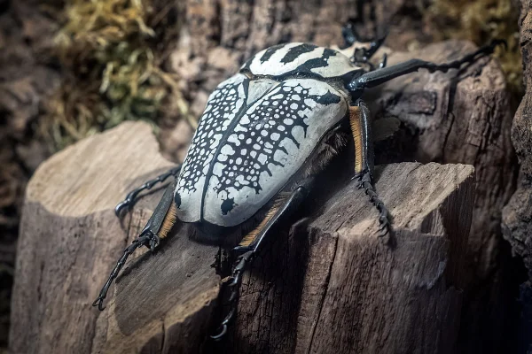 Imagem mostra o besouro Goliathus, que tem a carapaça branca e preta, em cima de um tronco de árvore - Metrópoles