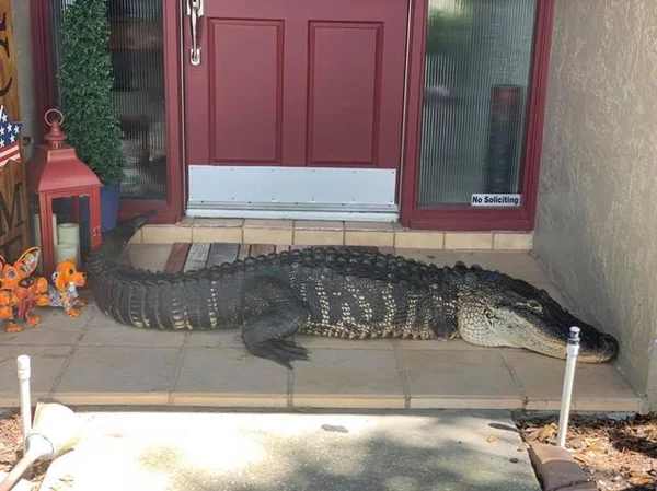 Família encontra jacaré de 3 metros morando na porta de casa