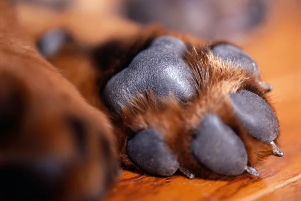 Patas dos cães escondem estruturas com funções importantes; conheça