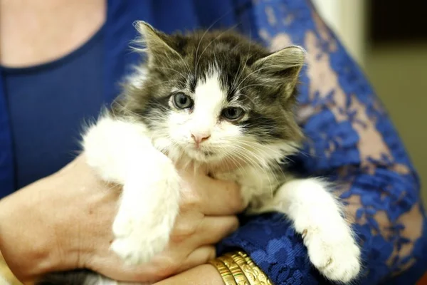 Gatinho arremessado é adotado e ganha nome: Hope, esperança em inglês