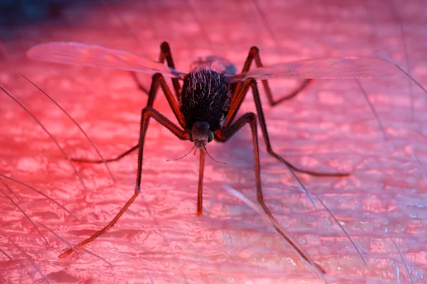 Foto colorida, com zoom, de mosquito sobre pele humana e luz vermelha ao fundo