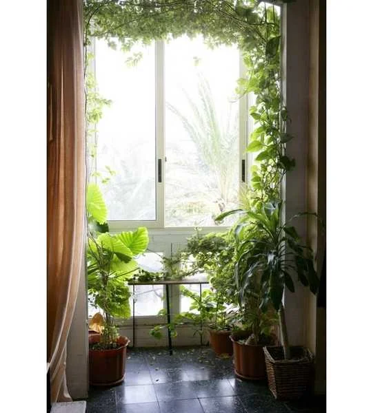 As plantas trepadeiras também podem ser utilizadas em interiores se devidamente direcionadas e podadas As plantas trepadeiras também podem ser utilizadas em interiores se devidamente direcionadas e podadas