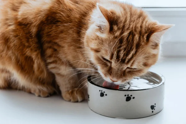 Imagem colorida de um gato tigrado bebendo água - Metrópoles