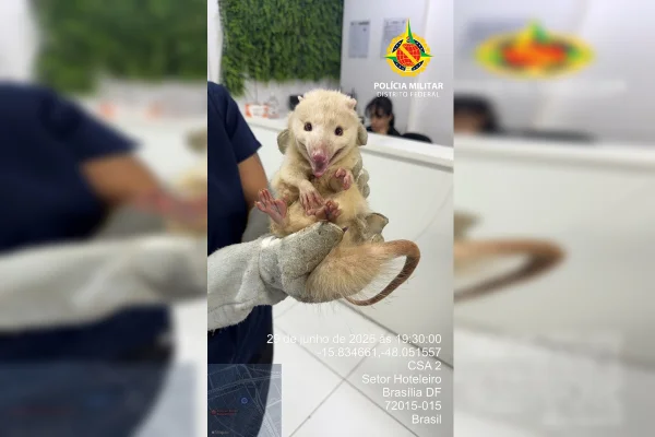 Raro, Saruê albino é resgatado dando rolê em shopping no DF - destaque galeria