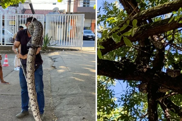 Imagem colorida de homem segurando cobra