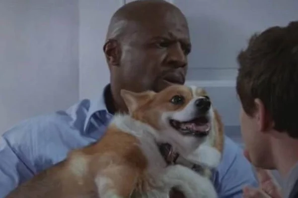 Cheddar, cãozinho da série Brooklyn 99, morre aos 13 anos