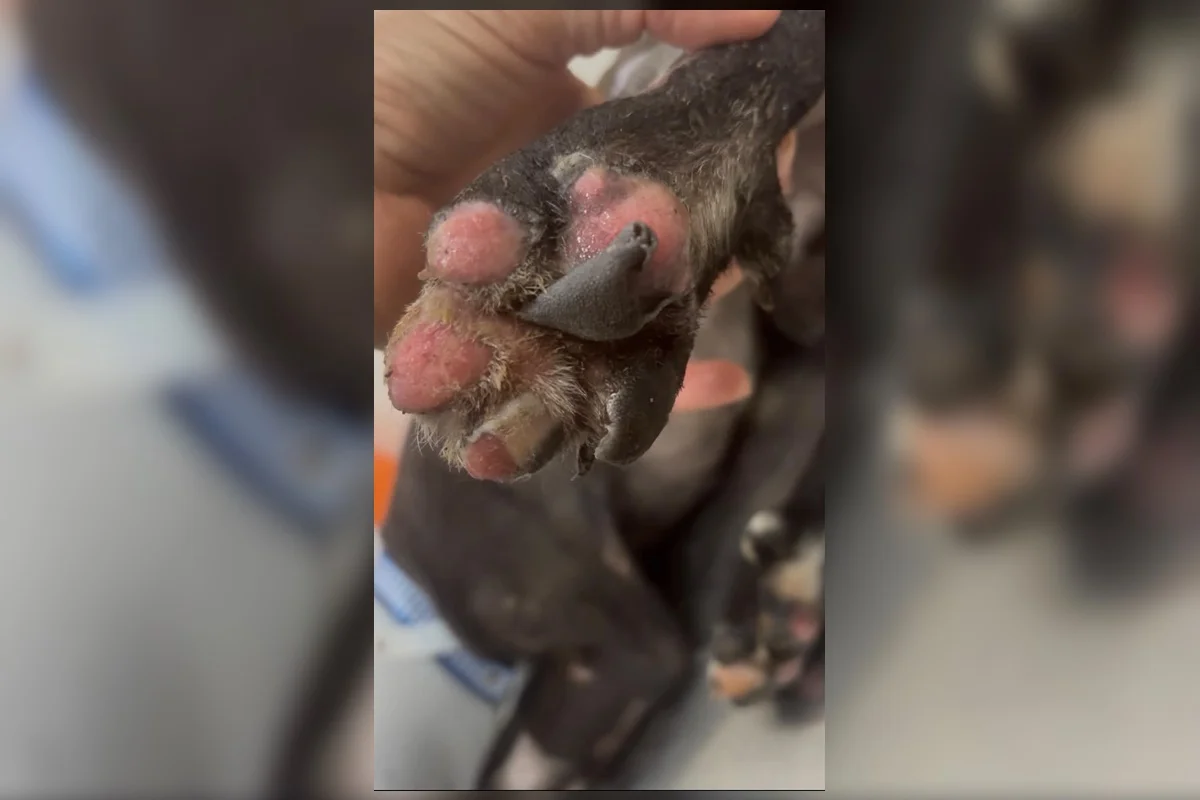 Instituto Patas Acolhidas acompanha o tratamento de Pretinho após o resgate feito pela PMDF Instituto Patas Acolhidas acompanha o tratamento de Pretinho após o resgate feito pela PMDF