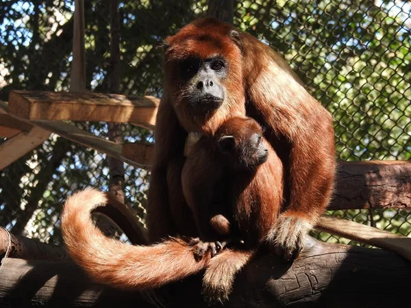 Zoológico de Brasília revela sexo do macaquinho recém-nascido em chá