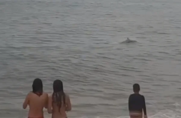 Video: golfinhos brincam próximo à praia e encantam banhistas no Rio