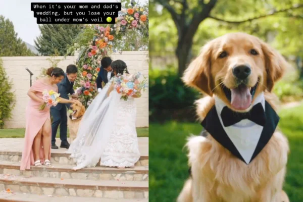 Cachorro interrompe casamento para recuperar bolinha de estimação