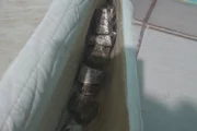 As drogas ficavam escondidas no imóvel As drogas ficavam escondidas no imóvel