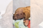 A sarna sarcóptica em cães é uma doença de pele causada pelo ácaro Sarcoptes scabiei, altamente contagiosa e transmitida principalmente por contato direto com animais infectados