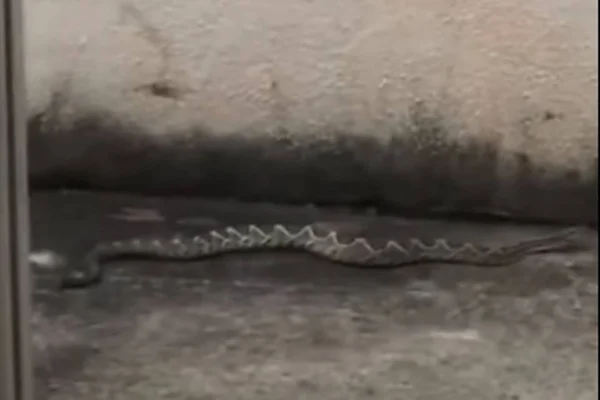 cascavel encontrada em quintal de casa em goiânia