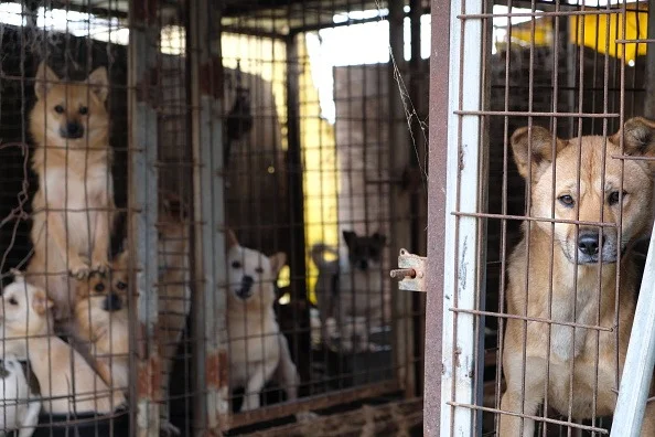 Mercado de venda de cachorro para consumo na Coreia do Sul