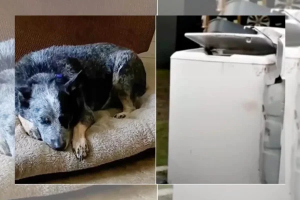 Montagem que mostra um cachorro de um lado e uma máquina de lavar do outro