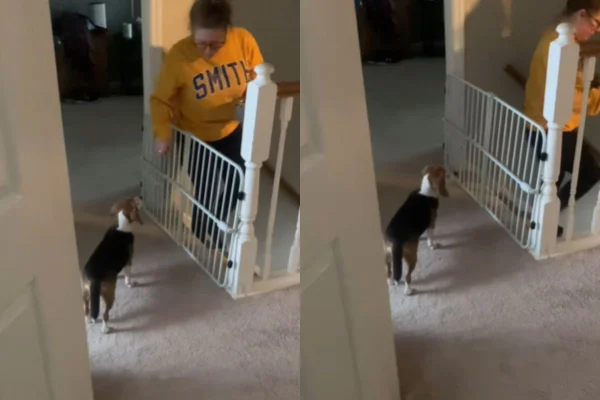 Cadela escapa de cercado com técnica habilidosa de fuga; veja vídeo