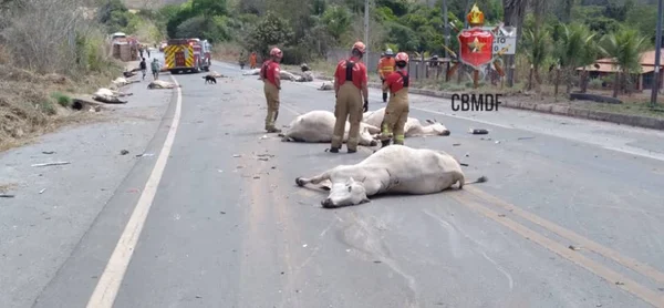 animais mortos