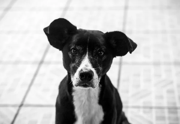 Cachorro abandonado em casa preocupa moradores do Guará