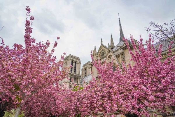 Catedral de Notre-Dame em fotos. Veja antes e depois do incêndio