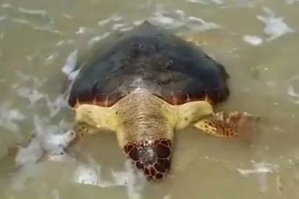 Mais de 150 tartarugas em idade reprodutiva já morreram em 2020 na BA