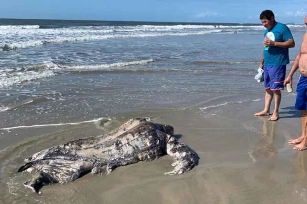 tartaruga encontrada morta no litoral do Paraná