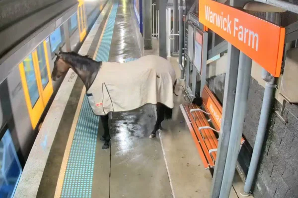 Foto colorida de um cavalo - Metrópoles