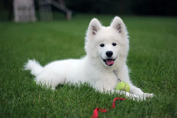 Cachorro da raça samoieda