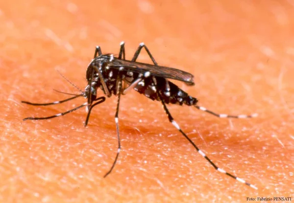 Governo orienta população a tomar vacina contra febre amarela
